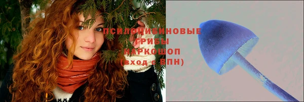 крисы Абаза
